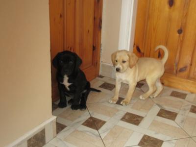 Labrador x Pointer puppies in Carlow